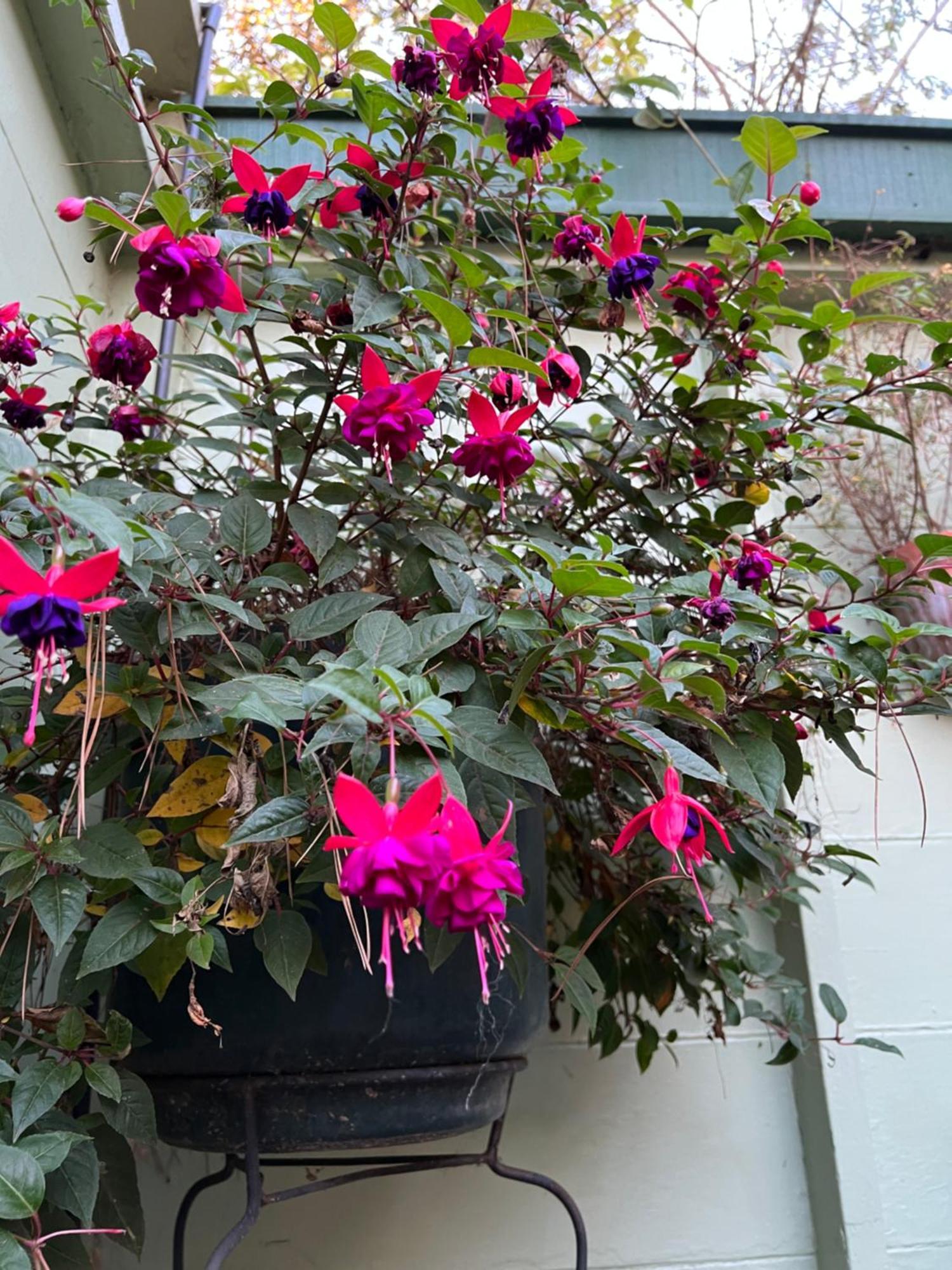 Carmel Garden Inn ภายนอก รูปภาพ